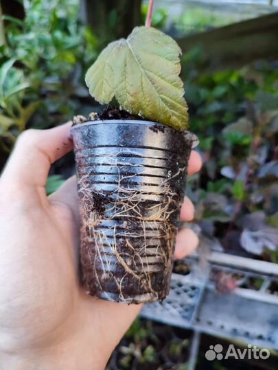 Пузыреплодник diablo