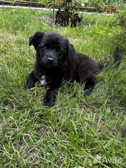 Собака (щенок) в добрые руки