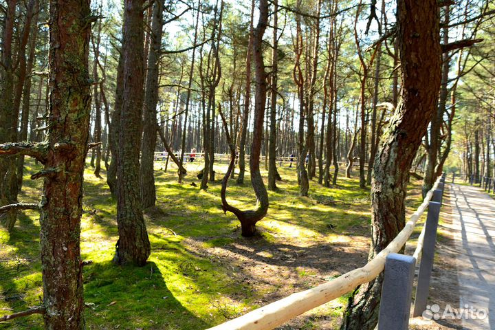 Экскурсия на Куршскую косу. Всё включено