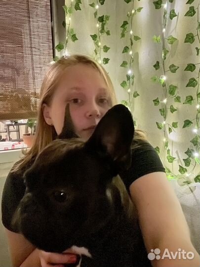 Передержка собак/Догситтер/Зооняня/Выгул