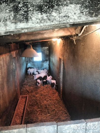 Поросята русская белая