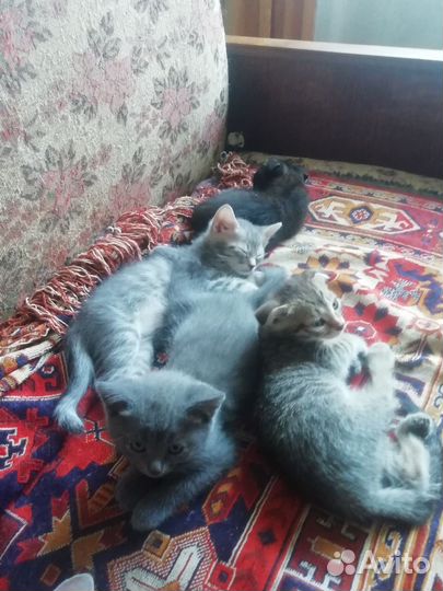 Котята шотландские вислоухие и прямоухие