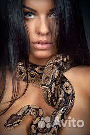 Аренда змей. Питоны. Животные для Фотосессия