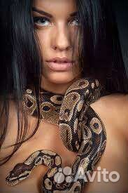 Аренда змей. Питоны. Животные для Фотосессия