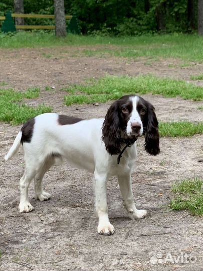 Вязка русский охотничий спаниель