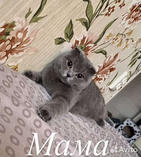 Скоттиш страйт (шотландский прямоухий котенок)