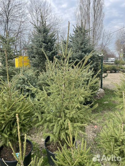 Ель Европейская