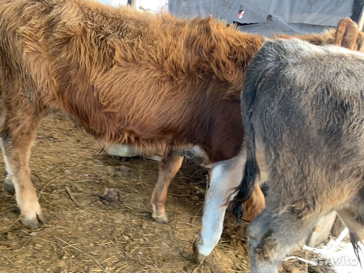 Бычки и телки