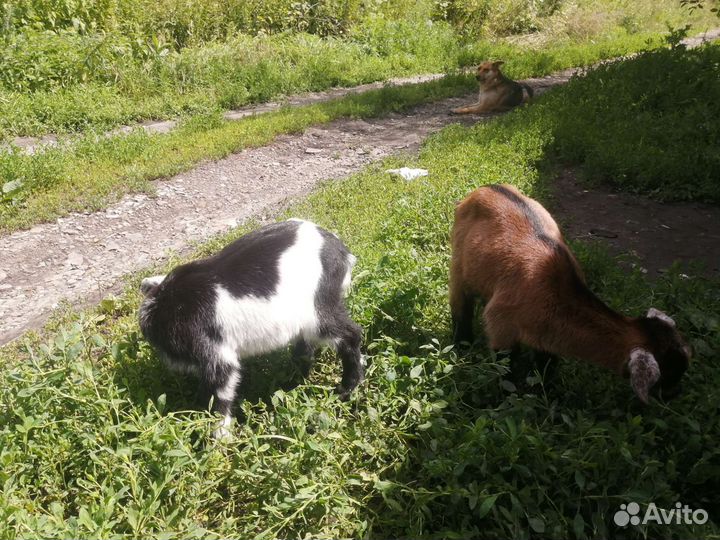 Продам козу