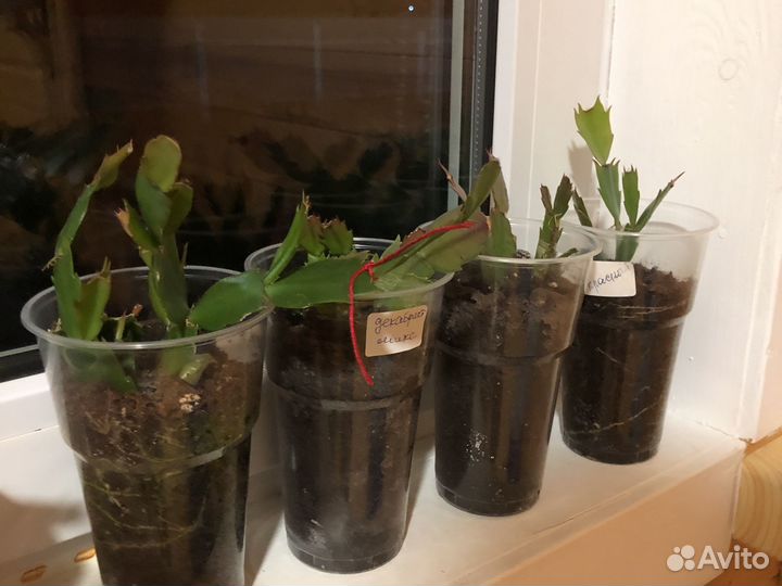 Декабрист микс