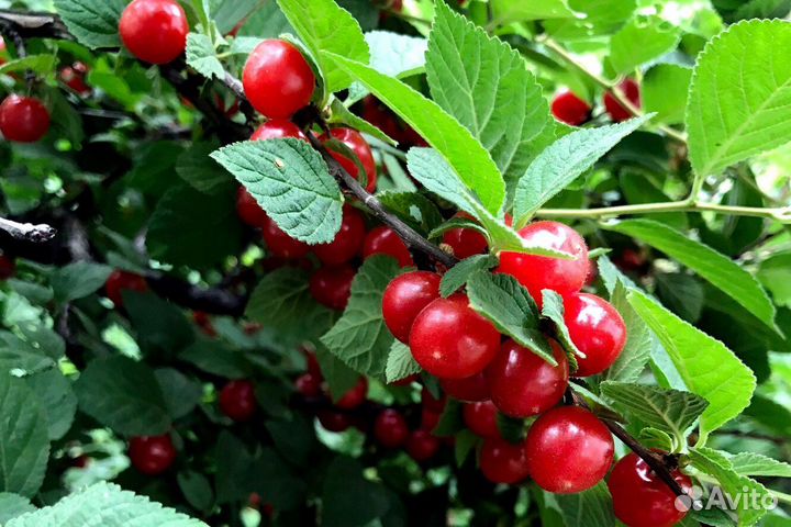 Саженцы войлочной вишни