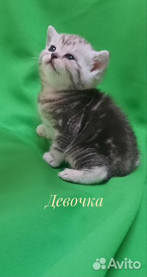 Шотландские котята