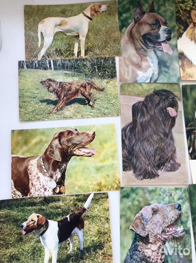 Фотокарточки 1969 год породы собак