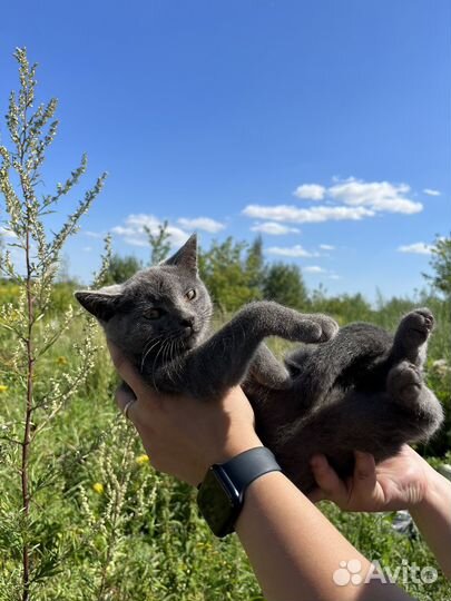Русская голубая
