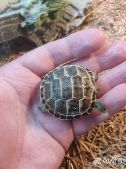Черепаха своего (домашнего) разведения
