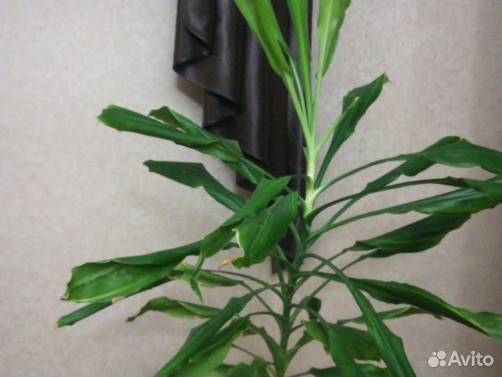 Хлрофитум, Юкка, дифенбахен, кордилина, Ж, счастье