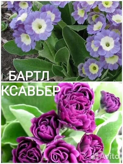 Примула ушковая Бартл, Ксавьер и Тэд робертс