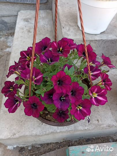Вегетативные растения в подвесных кашпо 3.7 литра