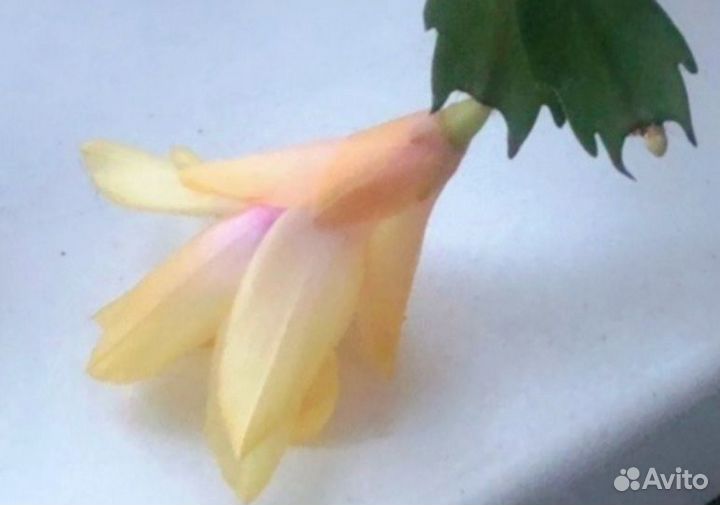 Декабрист шлюмбергера желтый, красный, коралл