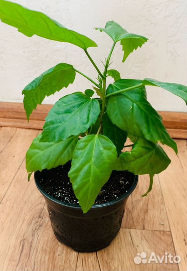 Гибискус (китайская роза)