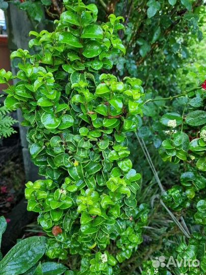Лигуструм Бирючина кучерявая вечнозеленая