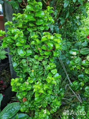 Лигуструм Бирючина кучерявая вечнозеленая