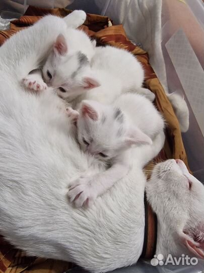 Котята-беляши