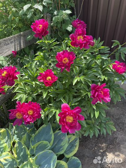 Шикарный пион (огромный куст)