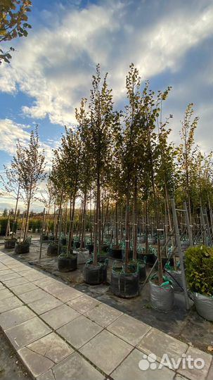 Липа Большой выбор размеров. Доставка
