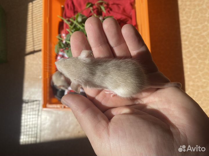 Крысята дамбо малыши