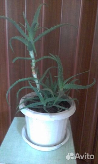 Алоэ (столетник)