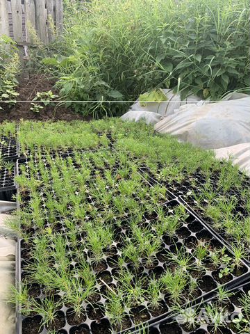 Саженцы сосны обыкновенной купить в Советске | Товары для дома и дачи ...