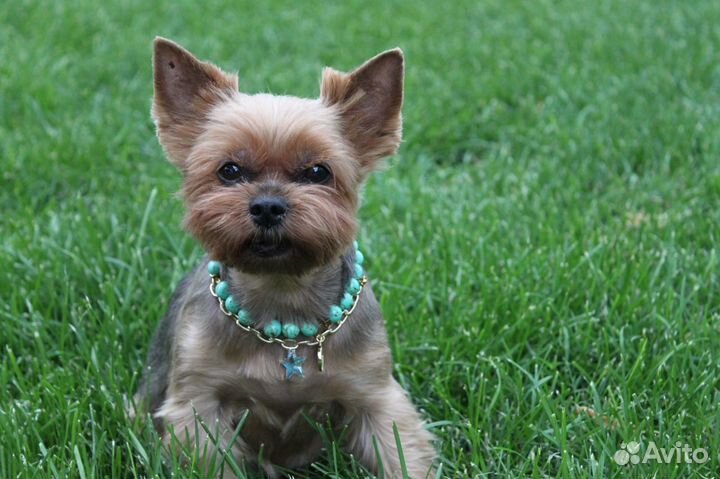 Стрижка/груминг собак и кошек