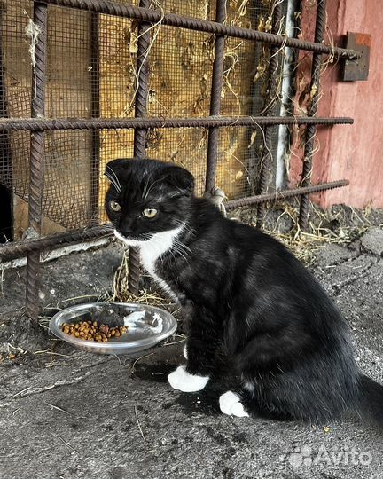 Вислоухая Мия ищет дом