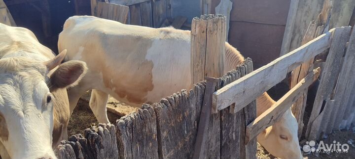 Продаем 3 тёлки и 4 баранчика