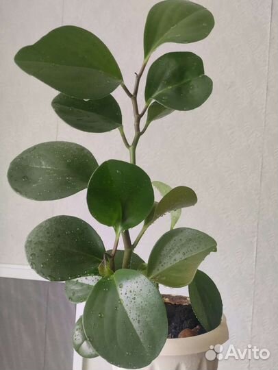 Пеперомия туполистная