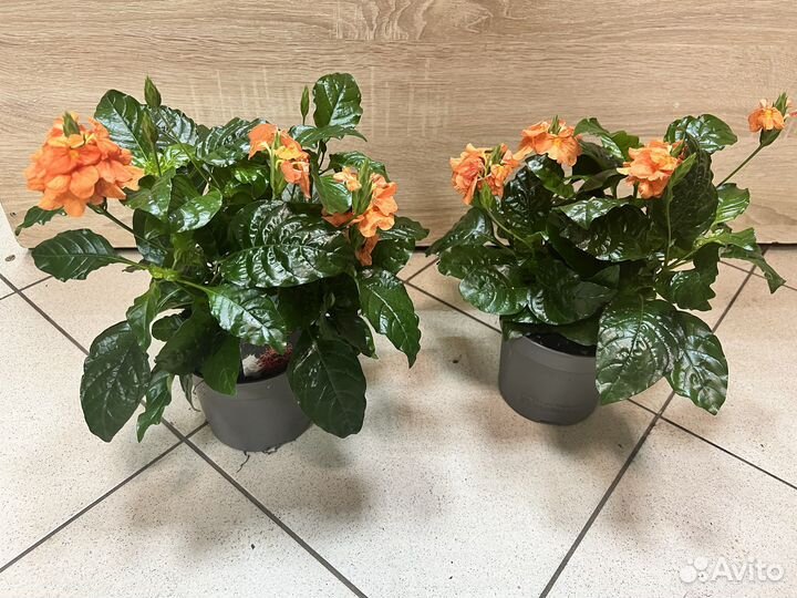 Кроссандра