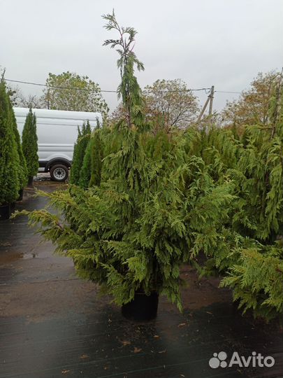 Кипарисовик Нутканский С35 Н270-300