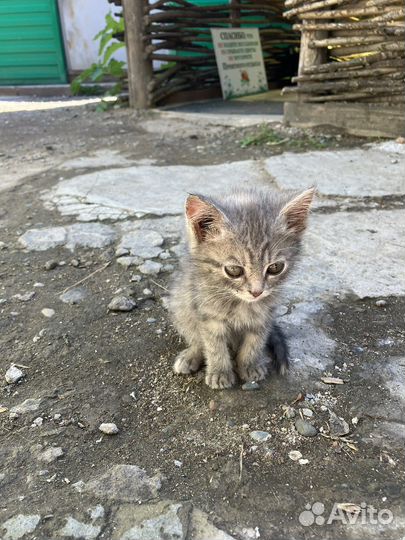 Кошка