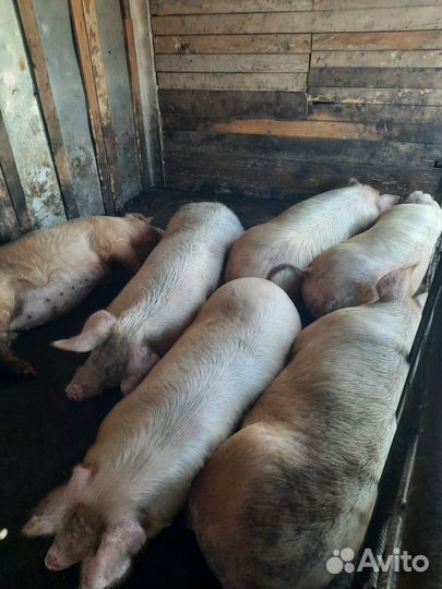 Свиноматки, подсвинки, боровки, поросята, хряк