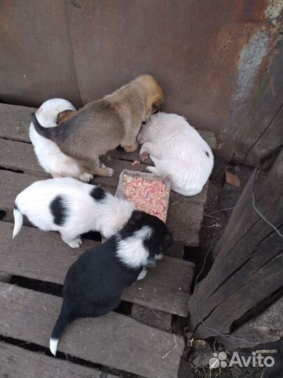 Щенок в добрые руки