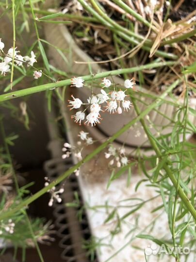 Аспарагус в горшке