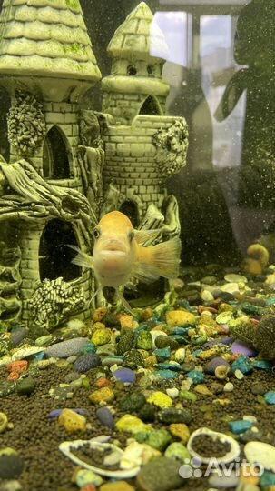 Аквариумные рыбки