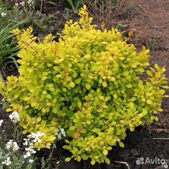 Барбарис Ауреа