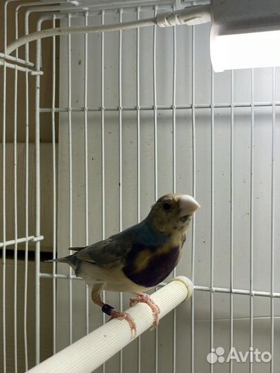 Амадины гульда