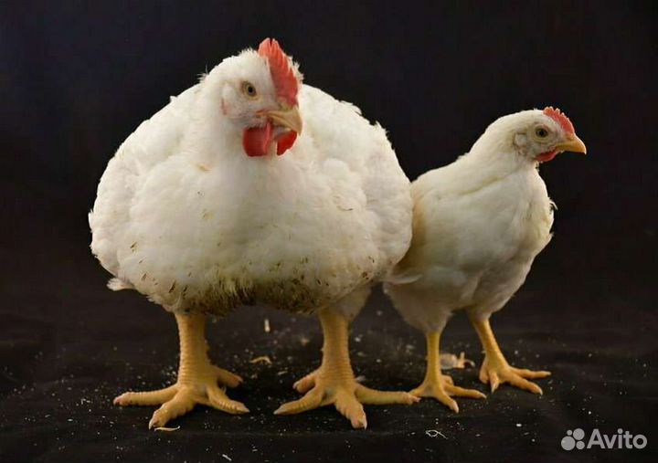 Корм для бройлеров