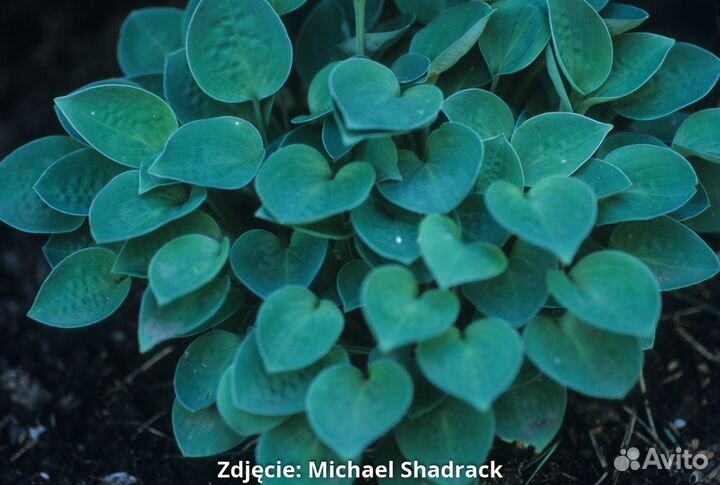 Садовые растения