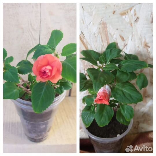 Бальзамин оранжевый