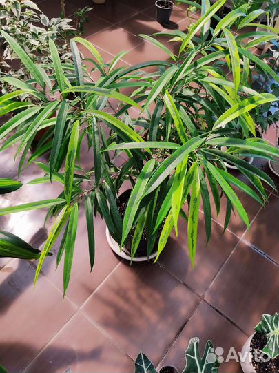 Фикус али Amstel gold