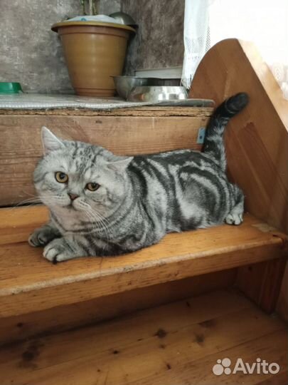 Шотландская